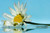 Jual Poster Flowers Daisy 049APC