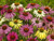 Jual Poster Flowers Daisy 068APC