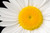 Jual Poster Flowers Daisy 078APC