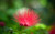 Jual Poster Flowers Flower 115APC
