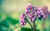 Jual Poster Flowers Flower 212APC