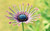 Jual Poster Flowers Flower 692APC