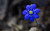 Jual Poster Flowers Flower 864APC