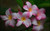 Jual Poster Flowers Frangipani 013APC