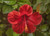 Jual Poster Flowers Hibiscus 005APC