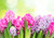 Jual Poster Flowers Hyacinth 005APC