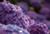 Jual Poster Flowers Hydrangea 001APC