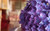 Jual Poster Flowers Hydrangea 004APC