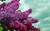 Jual Poster Flowers Lilac 005APC