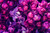 Jual Poster Flowers Lilac 008APC
