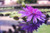 Jual Poster Flowers Lotus 016APC