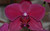 Jual Poster Flowers Orchid 008APC