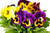 Jual Poster Flowers Pansy 007APC