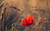 Jual Poster Flowers Poppy 007APC