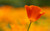 Jual Poster Flowers Poppy 016APC