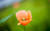 Jual Poster Flowers Poppy 026APC
