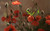 Jual Poster Flowers Poppy 029APC