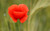 Jual Poster Flowers Poppy 034APC
