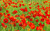 Jual Poster Flowers Poppy 038APC