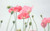 Jual Poster Flowers Poppy 053APC