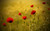 Jual Poster Flowers Poppy 065APC