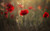 Jual Poster Flowers Poppy 075APC