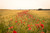 Jual Poster Flowers Poppy 105APC