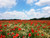 Jual Poster Flowers Poppy 114APC