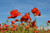 Jual Poster Flowers Poppy 117APC
