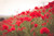 Jual Poster Flowers Poppy 2003APC