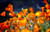 Jual Poster Flowers Poppy 4001APC
