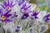 Jual Poster Flowers Pulsatilla 002APC