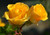 Jual Poster Flowers Rose 093APC