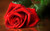 Jual Poster Flowers Rose 096APC