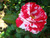 Jual Poster Flowers Rose 146APC