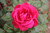 Jual Poster Flowers Rose 179APC