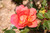 Jual Poster Flowers Rose 180APC