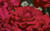 Jual Poster Flowers Rose 283APC