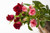 Jual Poster Flowers Rose 343APC