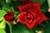 Jual Poster Flowers Rose 387APC