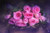 Jual Poster Flowers Rose 392APC
