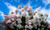 Jual Poster Flowers Rose Bush 010APC