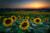 Jual Poster Flowers Sunflower 5APC