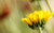 Jual Poster Flowers Sunflower 024APC