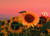 Jual Poster Flowers Sunflower 037APC
