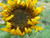 Jual Poster Flowers Sunflower 038APC