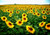 Jual Poster Flowers Sunflower 040APC