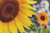 Jual Poster Flowers Sunflower 044APC
