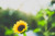 Jual Poster Flowers Sunflower 046APC