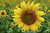 Jual Poster Flowers Sunflower 051APC